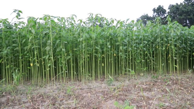 Green jute plantation in the countryside of Bangladesh 