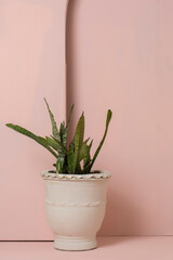 Studio photoshoot background in peach pink with a claypot having a snake plant (Dracaena trifasciata)