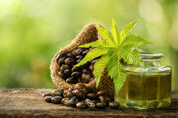 Castor seeds and oil on nature background.