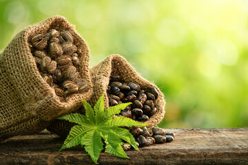 Castor seeds and fruits on nature background.