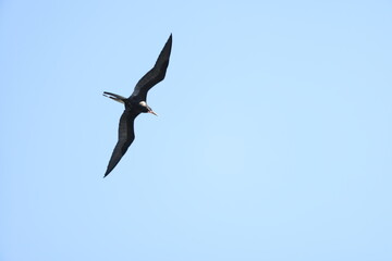 Magnificent Frigatebird (Fregata magnificens) in Jamaica