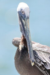 Brown pelican (Pelecanus occidentalis occidentalis) in Jamaica 