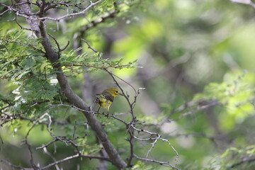 Prairie Warbler (Dendroica discolor) in Jamaica