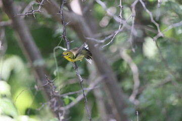 Prairie Warbler (Dendroica discolor) in Jamaica