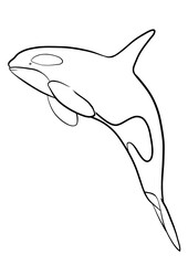 Orca, killer whale outline illustration on transparent background