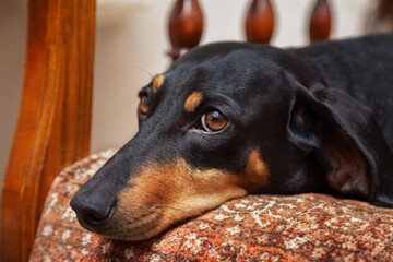 Dachshund dog on a chair at home