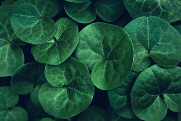 Creative layout made of green leaves. Flat lay. Nature concept