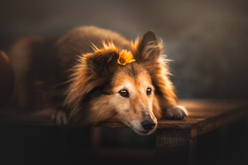 Shetland shepherd with a yellow flower on her head