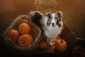 Shetland shepherd in pumpkin season at sunset, autimn, fall, warm colors, halloween, foliage