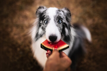 Shetland sheperd eating a watermelon, dog in summertime, hot weather, summer