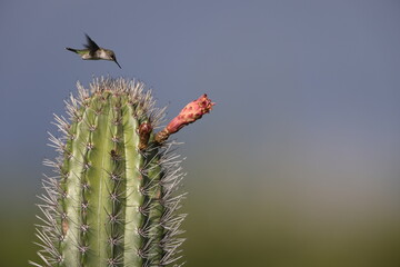 Vervain hummingbird (Mellisuga minima) in Jamaica