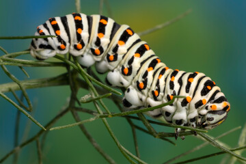 Caterpillar of the Maltese Swallowtail Butterfly eating fennel leaves feeding on fennel.