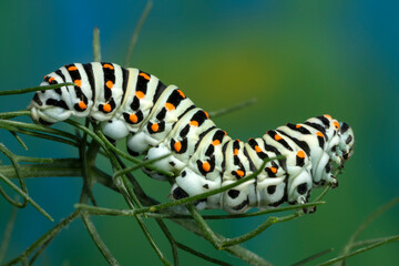 Caterpillar of the Maltese Swallowtail Butterfly eating fennel leaves feeding on fennel.