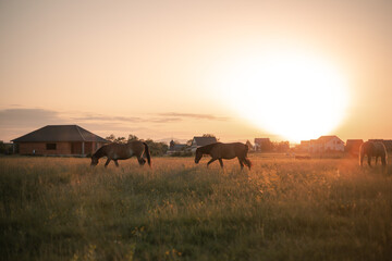Fototapeta na wymiar herd of horses grazes at the meadow