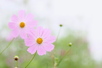 ピンク色のコスモスの花