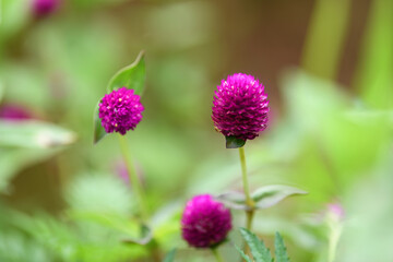 A macro selective focus on the beautiful globe amaranth flowers or pink flowers