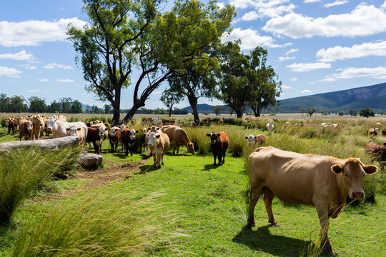 Friendly cattle in lush farm paddock in autumn sunlight
