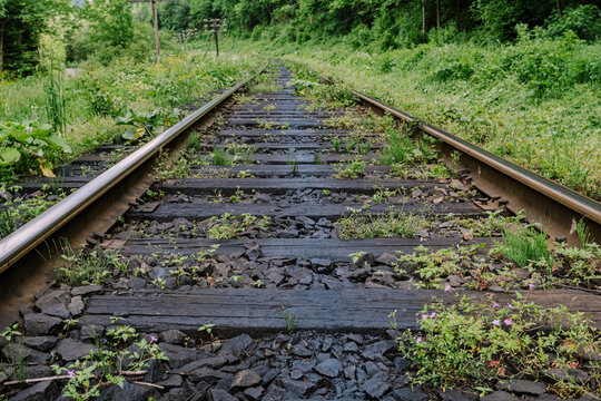 railroad tracks in the forest