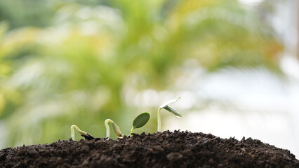 Early state of growing plant sprout