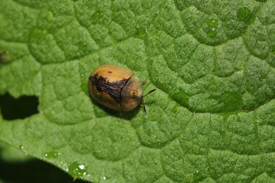 cassida flaveola insect macro photo