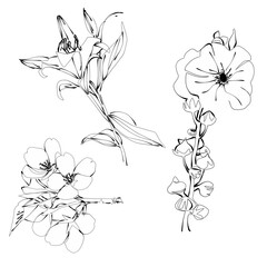 Hand drawn flowers 