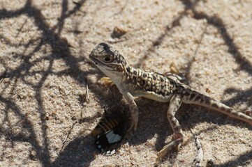 Little friend
