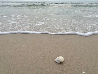 shell on the beach