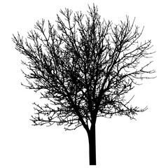 Fototapeta premium Bare tree with branches silhouette. Beautiful leafless tree. Vector illustration