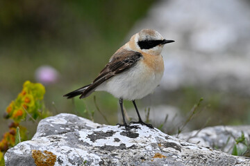 Eastern black-eared wheatear // Balkansteinschmätzer (Oenanthe melanoleuca) - Nestos Delta, Greece