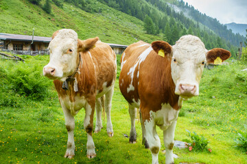 Kühe auf einer Alm in den Tiroler Bergen
