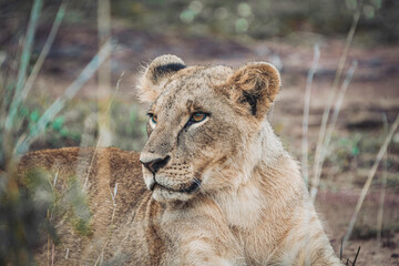 Lion sub adult sitting in the jungle 
