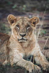 portrait of a lion