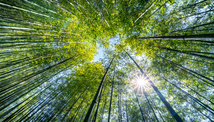 Green bamboo forest with sunrays and blue sky at Tu Le Commune, Van Chan District, Yen Bai...