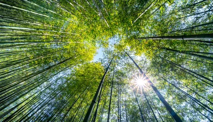 Fototapeten Green bamboo forest with sunrays and blue sky at Tu Le Commune, Van Chan District, Yen Bai Province, Vietnam © Quang