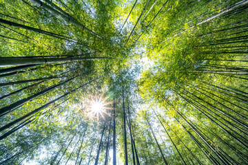 Green bamboo forest with sunrays and blue sky at Tu Le Commune, Van Chan District, Yen Bai Province, Vietnam