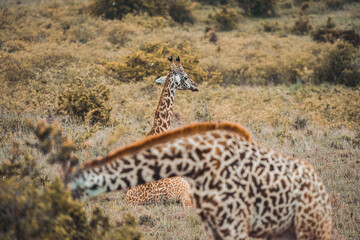giraffe walking in the savannah