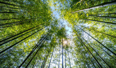 Green bamboo forest with sunrays and blue sky at Tu Le Commune, Van Chan District, Yen Bai Province, Vietnam
