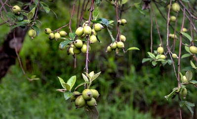 Docynia indica tree branches with unripe fruits