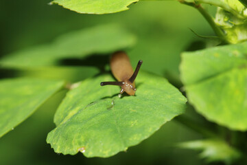arion intermedius slug animal macro photography