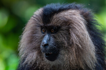 Lion-tailed macaque