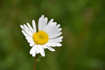 A daisy flower in the garden, Sainte-Apolline, Québec, Canada