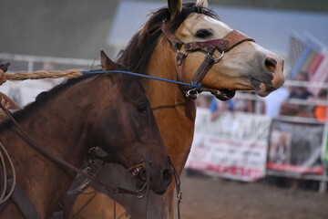 Fototapeta premium Two Brown Horses in a Rodeo Arena