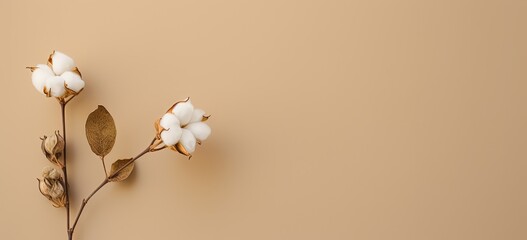 beautiful cotton branch with copy space banner background, Generative Ai	
