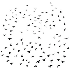 Sketch drawing of a silhouette of a flock of birds flying forward, cling together. Takeoff, flying, flight, flutter, hover, soaring, landing