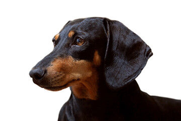 Dog, black dachshund on a white background
