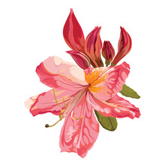 Illustration of korean azalea rhododendron isolated. Botanical drawing in pink colors. Floral sketch of plant from kind of rhododendron. Oleandr usable as design element.