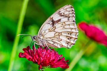 Marbled white (Melanargia galathea) butterfly on flower. Rhineland Palatinate, Germany, Europe. flight time in one generation from June to August. on Red List in Federal Republic Germany 