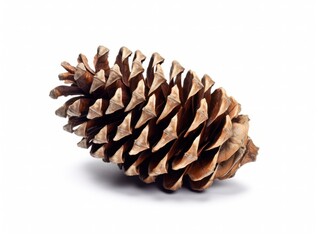 Pine cone isolated.