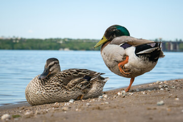 Pair of mallard ducks on the sandy river bank