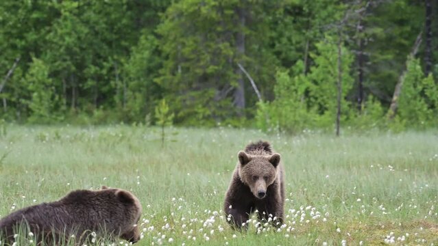 Young brown bear approaches the injured female brown bear, which defends itself but has to retreat